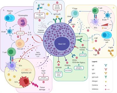 Frontiers Novel Approaches In The Inhibition Of Ige Induced Mast Cell